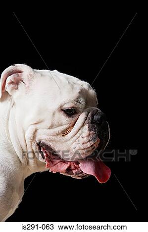 White bulldog View Large Photo Image Stock Image - White bulldog. Fotosearch
