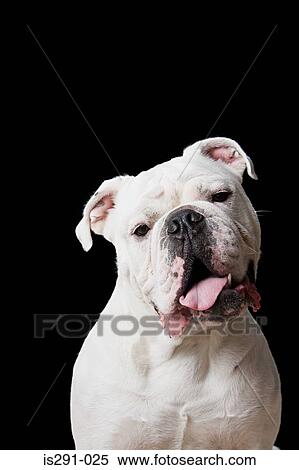 Stock Photography - White bulldog. Fotosearch