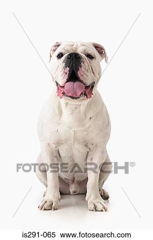 White bulldog View Large Photo Image Stock Photography - White bulldog. Fotosearch