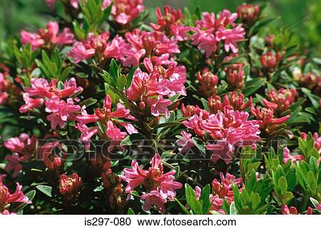 Alpen rose flowers View Large Photo Image Stock Image - Alpen rose flowers. Fotosearch