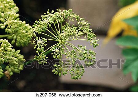Stock Photograph - Angelica plant. Fotosearch