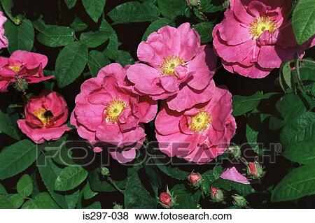 Stock Photo - Apothecaries rose. Fotosearch