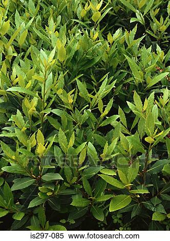 Bay plant View Large Photo Image Stock Photography - Bay plant. Fotosearch