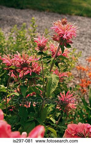 Bergamot flowers View Large Photo Image Stock Image - Bergamot flowers. Fotosearch