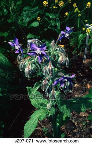 Borage plant View Large Photo Image Stock Image - Borage plant. Fotosearch