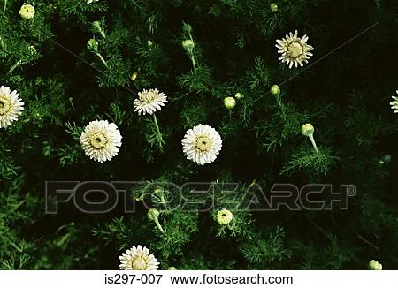 Stock Photo - English chamomile. Fotosearch