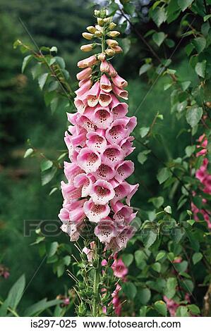Foxglove View Large Photo Image Stock Photography - Foxglove. Fotosearch