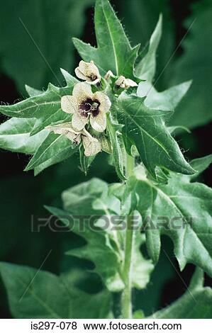 Stock Photo - Henbane flower. Fotosearch
