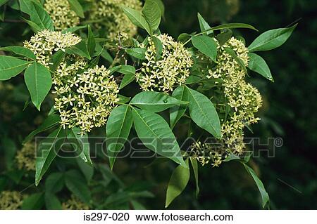 Hop tree View Large Photo Image Stock Image - Hop tree. Fotosearch