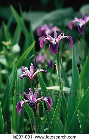 Iris flowers View Large Photo Image Stock Image - Iris flowers. Fotosearch