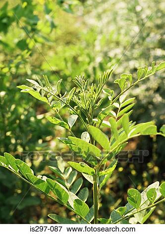 Liquorice plant View Large Photo Image Stock Photo - Liquorice plant. Fotosearch