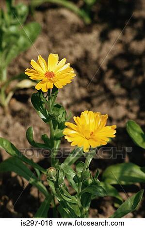 Marigold flowers View Large Photo Image Stock Photo - Marigold flowers. Fotosearch