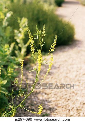 Stock Image - Melilot plant. Fotosearch