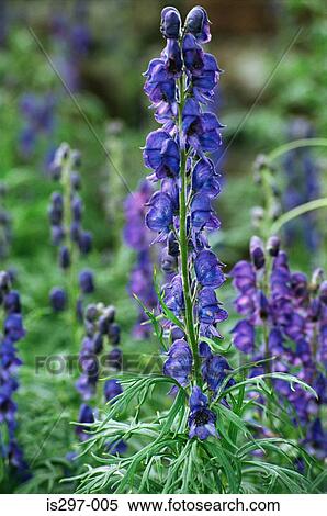 Stock Photography - Monkshood. Fotosearch