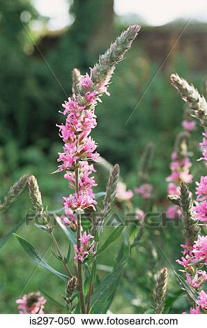 Stock Image - Purple loosestrife. Fotosearch