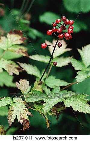 Stock Image - Red baneberry. Fotosearch