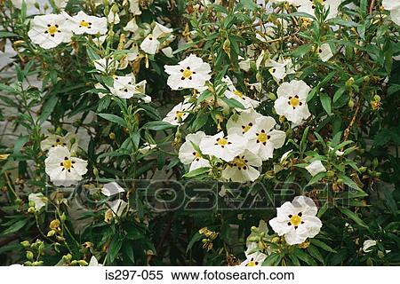 Rock rose plant View Large Photo Image Stock Photography - Rock rose plant. Fotosearch
