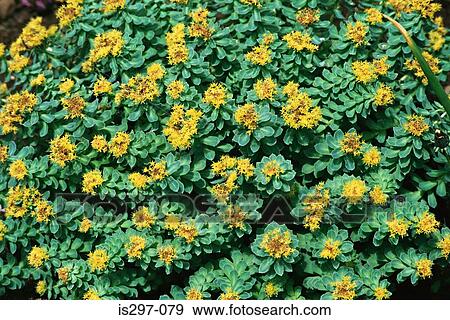 Rose root flowers View Large Photo Image Stock Photo - Rose root flowers. Fotosearch