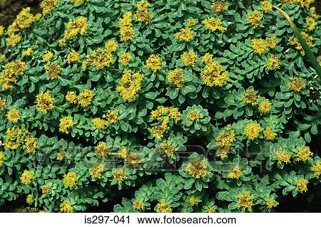 Rose root plant View Large Photo Image Stock Image - Rose root plant. Fotosearch