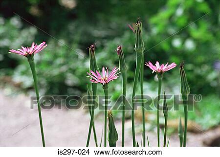 Salsify flowers View Large Photo Image Picture - Salsify flowers. Fotosearch