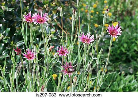Salsify flowers View Large Photo Image Stock Image - Salsify flowers. Fotosearch