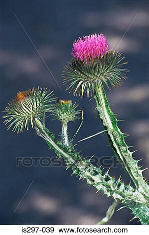 Scotch thistle View Large Photo Image Stock Photo - Scotch thistle. Fotosearch