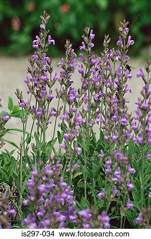 Picture - Small leaved sage. Fotosearch