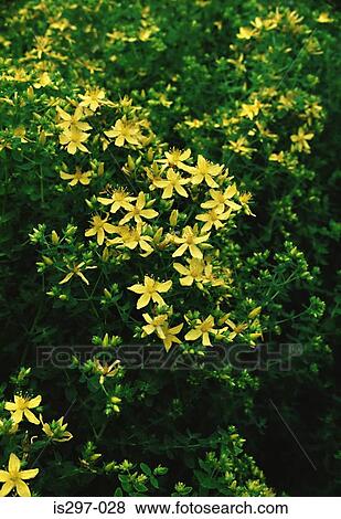 Stock Photo - St John's wort. Fotosearch