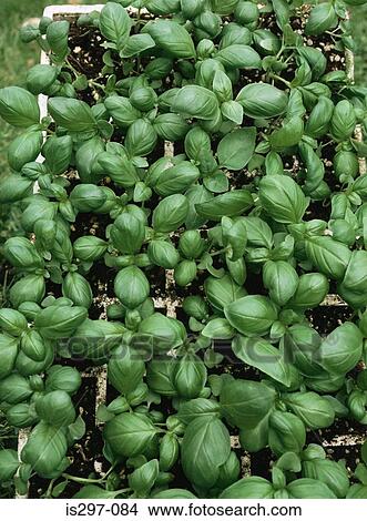 Sweet basil plant View Large Photo Image Picture - Sweet basil plant. Fotosearch