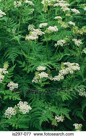 Sweet cicely flowers among fern leaves View Large Photo Image Stock Photo - Sweet cicely flowers among fern leaves. Fotosearch