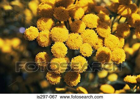 Tansy flowers View Large Photo Image Stock Photo - Tansy flowers. Fotosearch