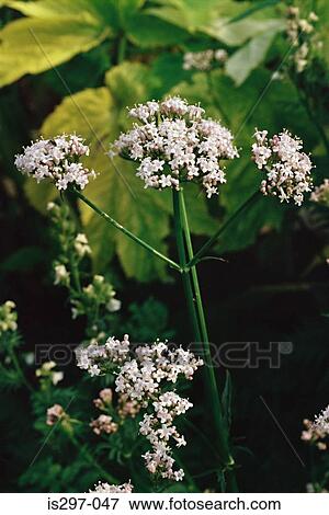 Stock Photo - Valerian flower. Fotosearch