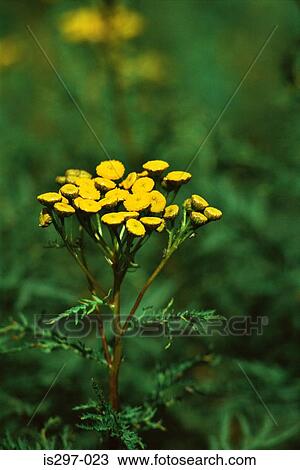 Variegated tansy flowers View Large Photo Image Stock Image - Variegated tansy flowers. Fotosearch