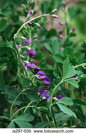 Stock Photography - Wild indigo flowers. Fotosearch