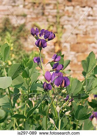Stock Photo - Wild indigo plant. Fotosearch