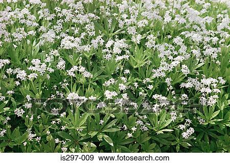 Woodruff plant View Large Photo Image Stock Photo - Woodruff plant. Fotosearch