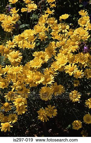 Stock Photo - Yellow chamomile flowers. Fotosearch