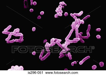 Stock Image - Beta haemolytic streptococci bacteria. Fotosearch