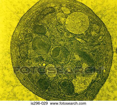 Blood platelet View Large Photo Image Stock Photo - Blood platelet. Fotosearch