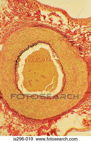 Blood vessel View Large Photo Image Stock Photo - Blood vessel. Fotosearch