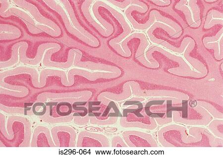Cerebellum View Large Photo Image Picture - Cerebellum. Fotosearch