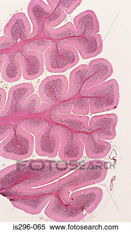 Cerebellum View Large Photo Image Stock Photography - Cerebellum. Fotosearch