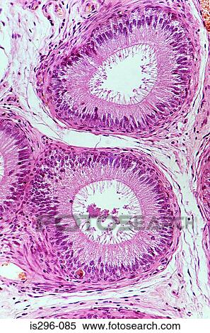 Epithelium in epididymis View Large Photo Image Stock Photography - Epithelium in epididymis. Fotosearch