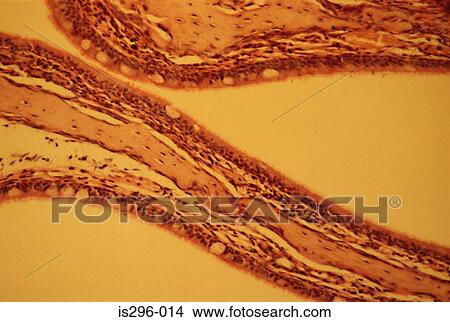 Nasal cavity View Large Photo Image Picture - Nasal cavity. Fotosearch