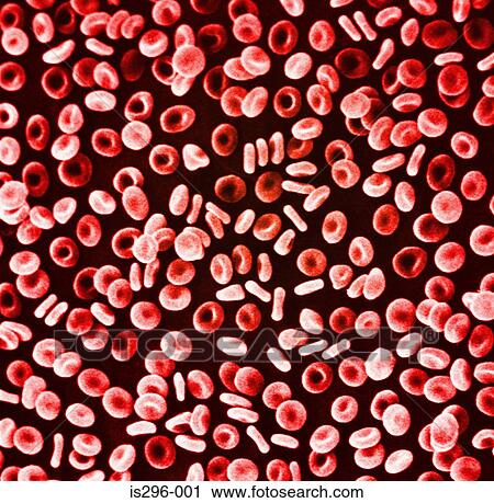 Stock Image - Red blood cells. Fotosearch