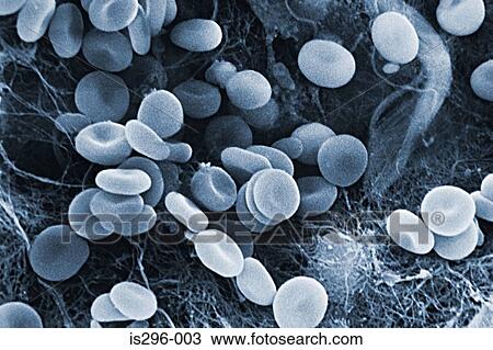 Stock Image - Red blood cells. Fotosearch