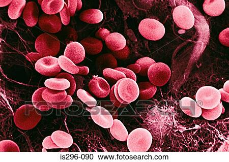 Red blood cells View Large Photo Image Stock Image - Red blood cells. Fotosearch