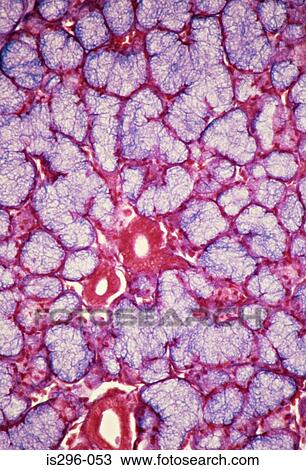 Salivary gland View Large Photo Image Stock Image - Salivary gland. Fotosearch
