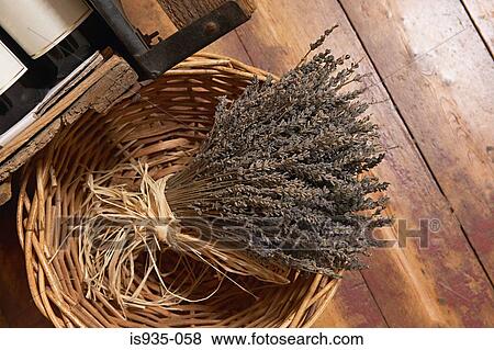 Lavender in basket View Large Photo Image Stock Photo - Lavender in basket. Fotosearch