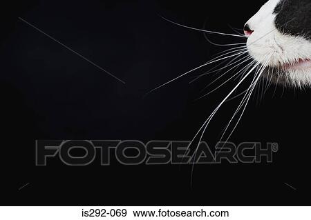 Cats whiskers View Large Photo Image Stock Photo - Cats whiskers. Fotosearch